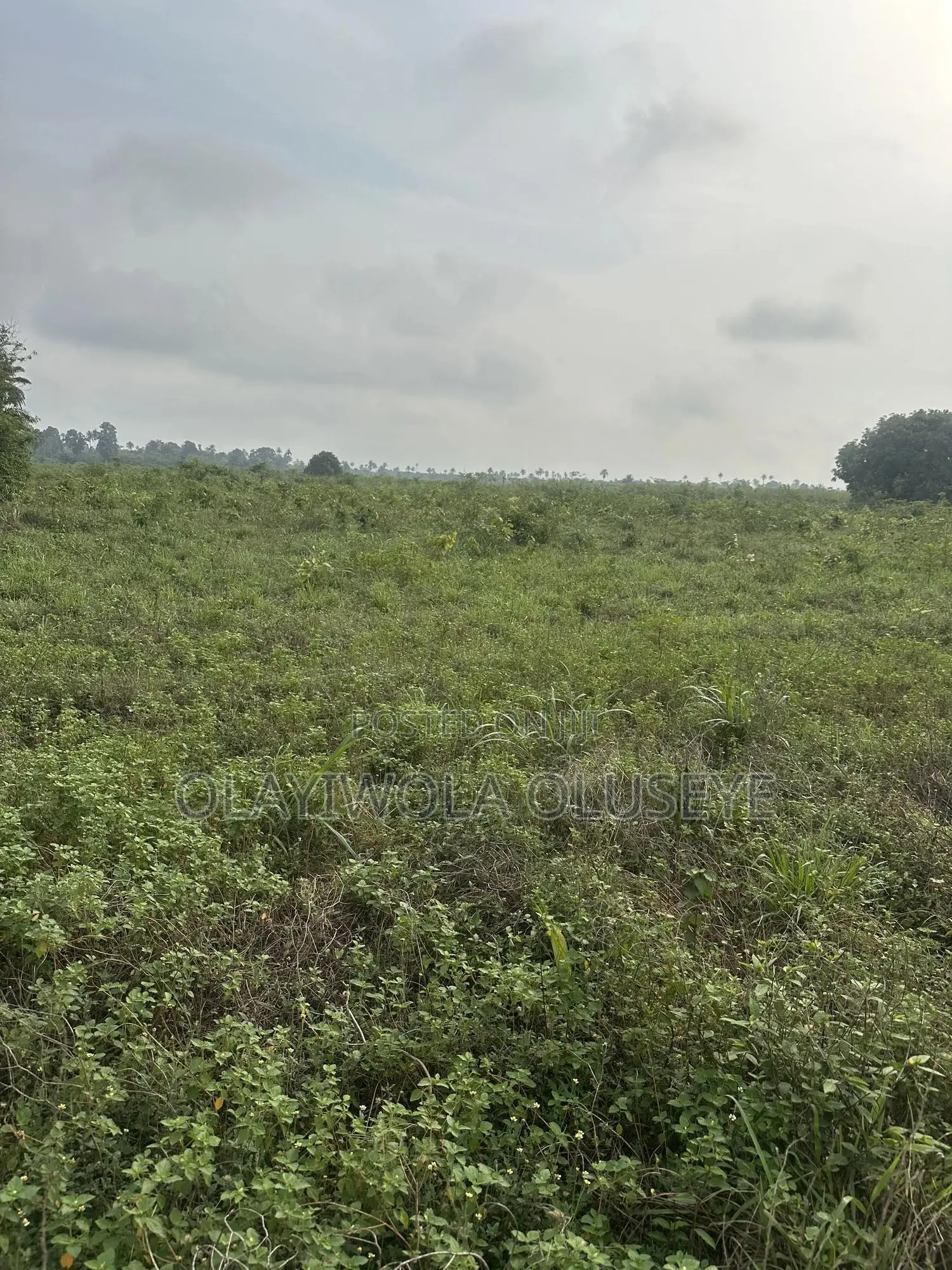 3 Acres of Cocoa Farmland for Sale in Ogun State in Obafemi-Owode