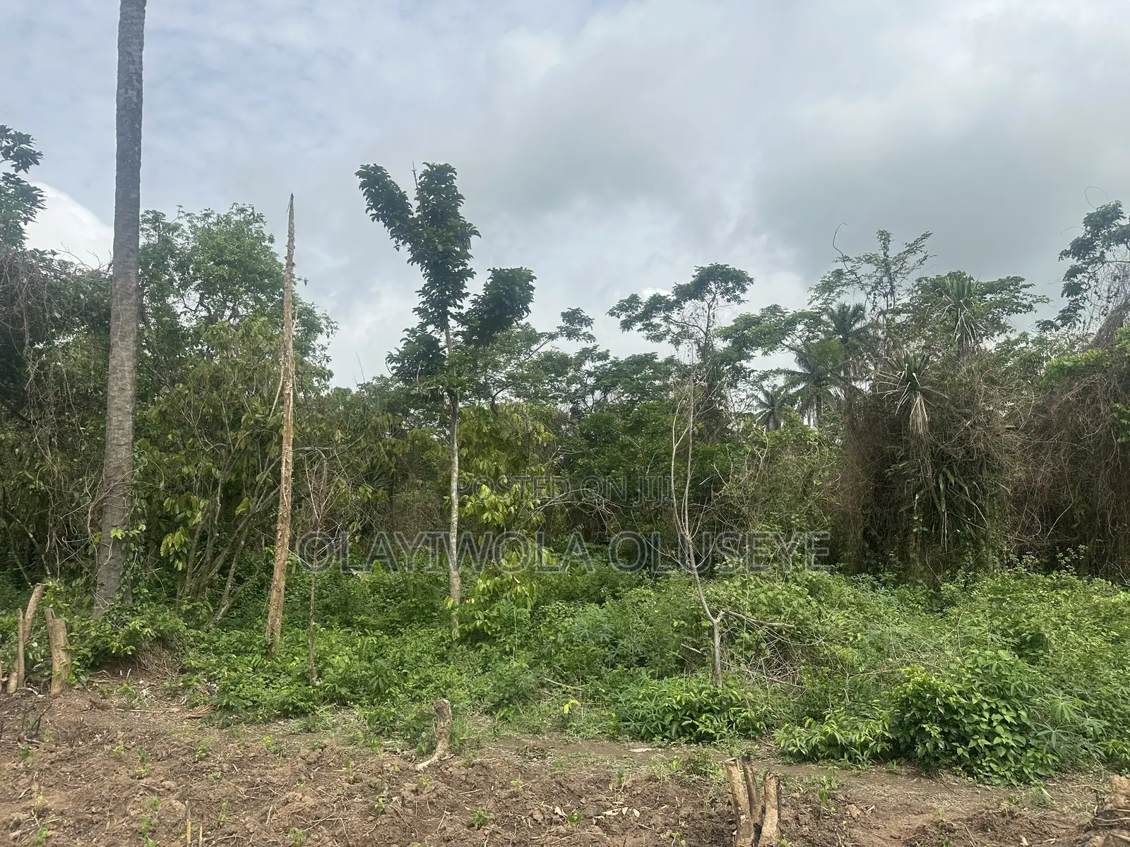 3 Acres of Cocoa Farmland for Sale in Ogun State in Obafemi-Owode