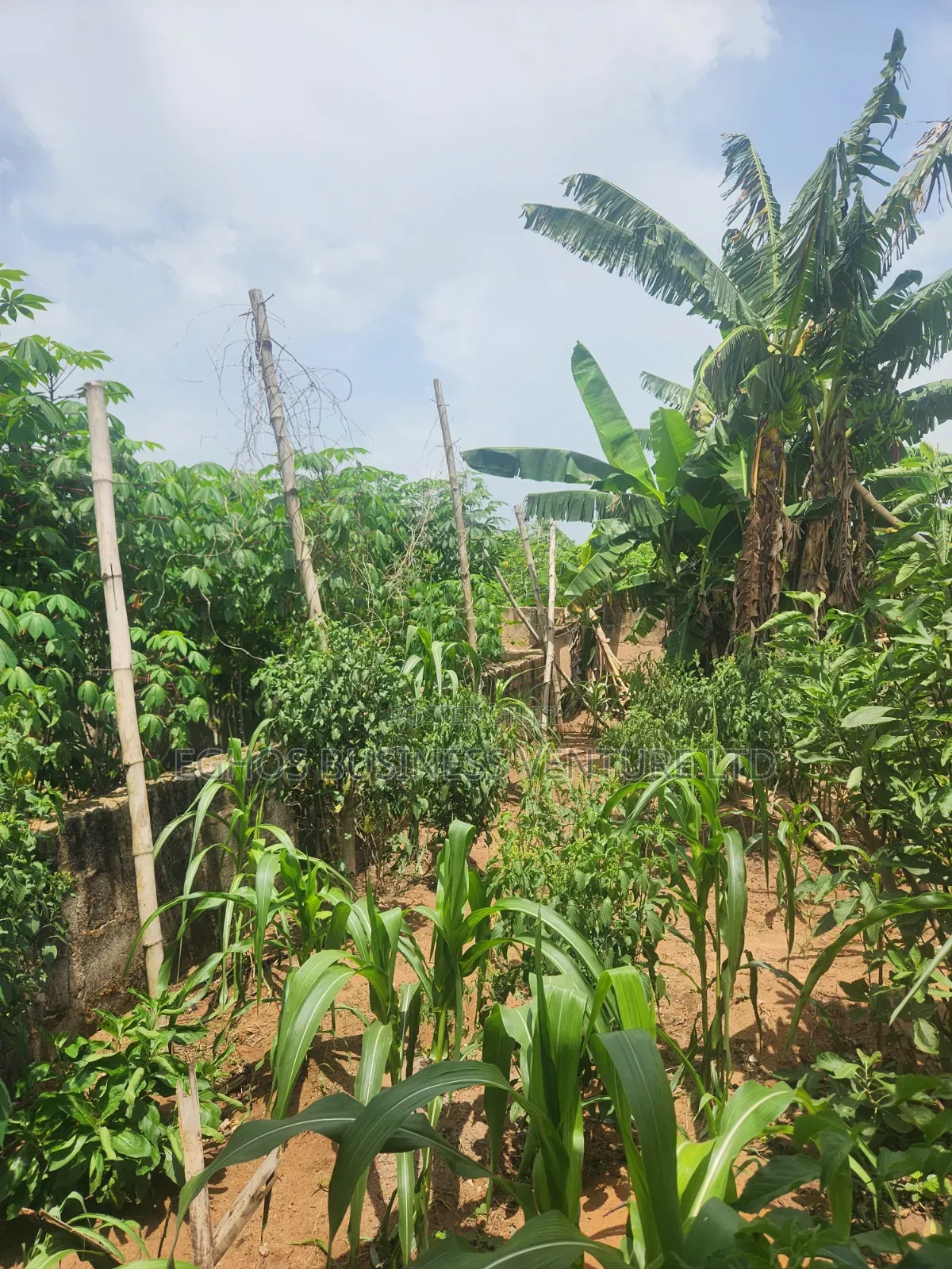 Urgent Land Sale 50ft by 100ft for Sale With Foundation in Benin City