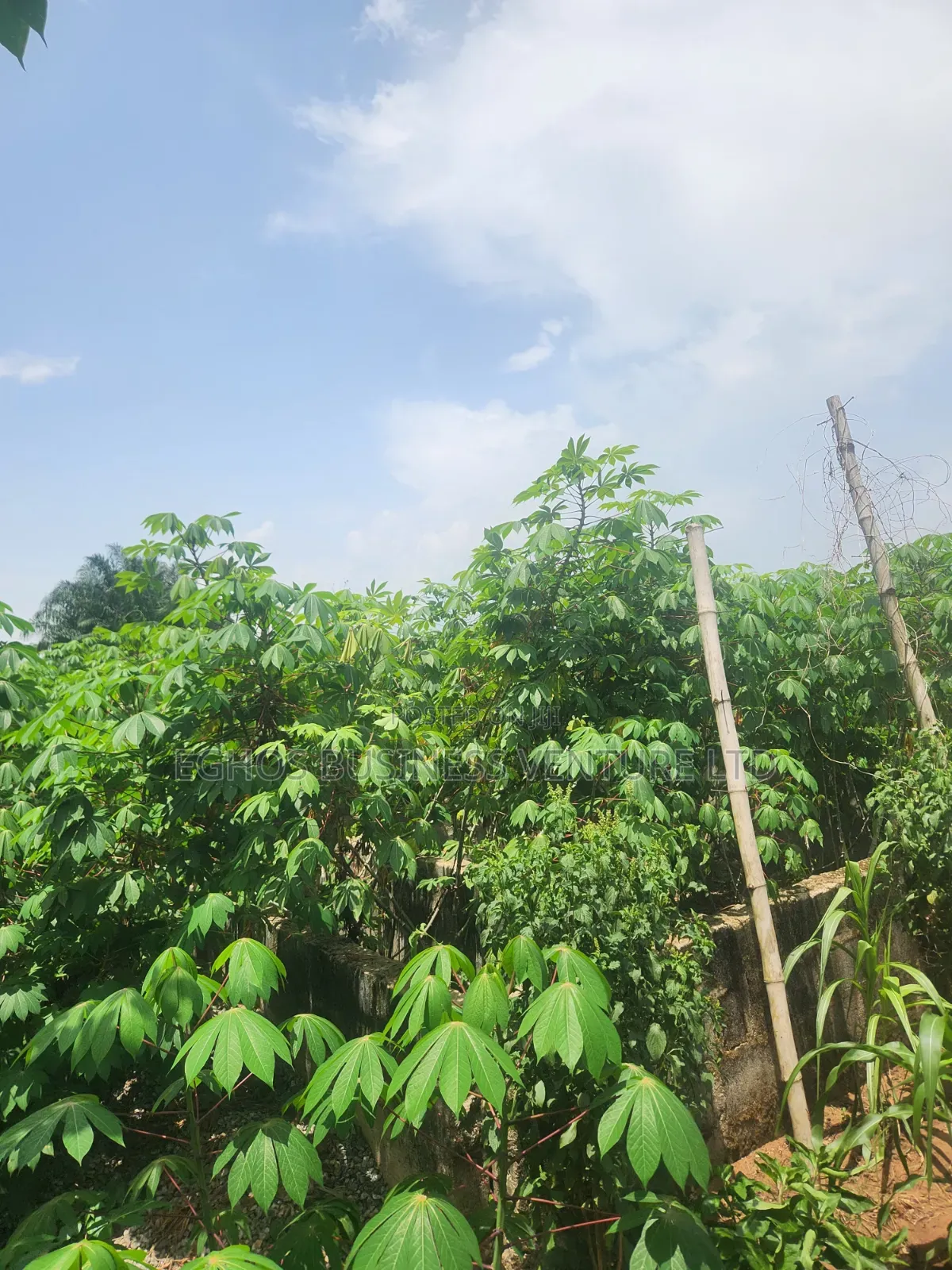 Urgent Land Sale 50ft by 100ft for Sale With Foundation in Benin City