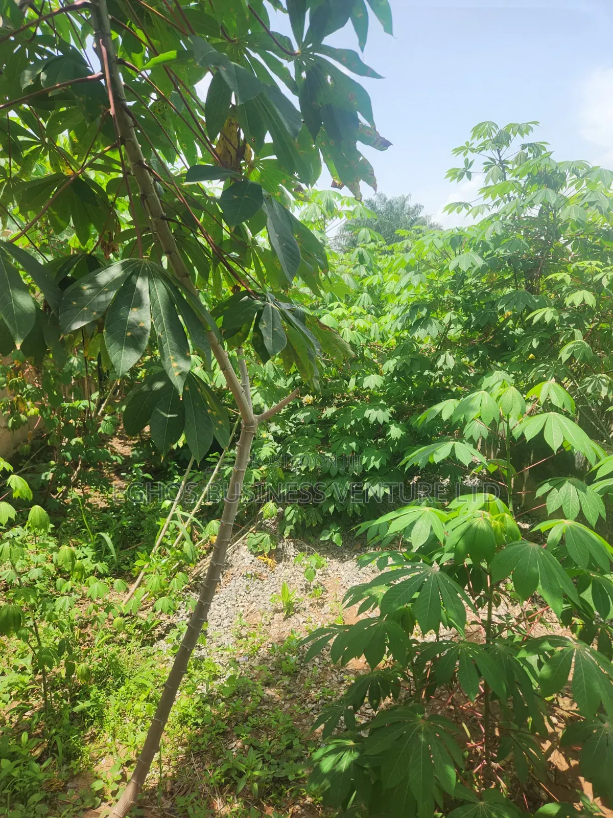 Urgent Land Sale 50ft by 100ft for Sale With Foundation in Benin City
