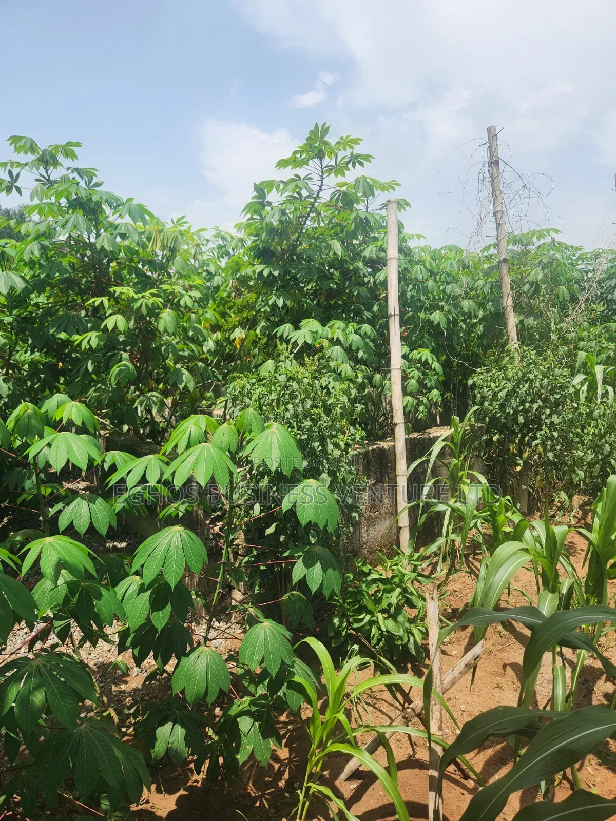 Urgent Land Sale 50ft by 100ft for Sale With Foundation in Benin City