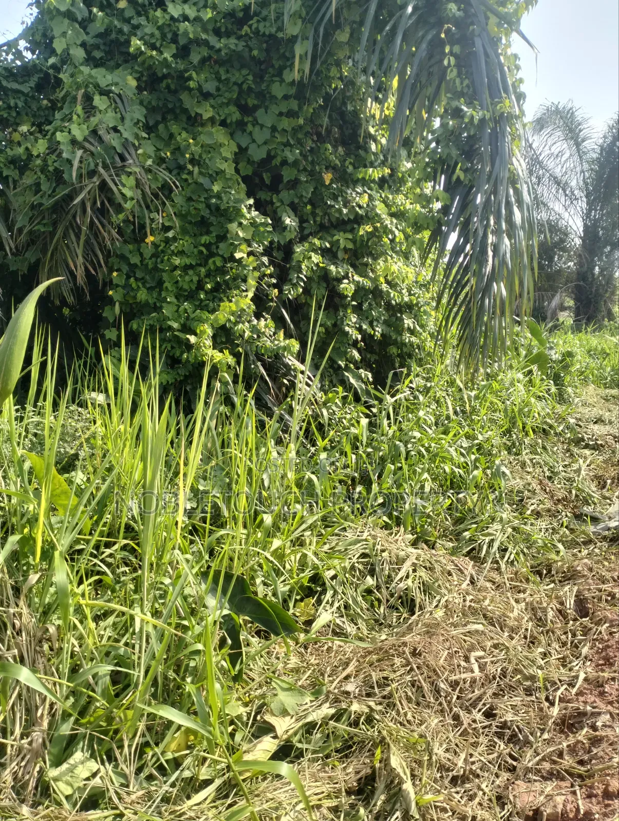 Land Inside Royal Estate Isheri Olofin Lagos in Iseri Olofin