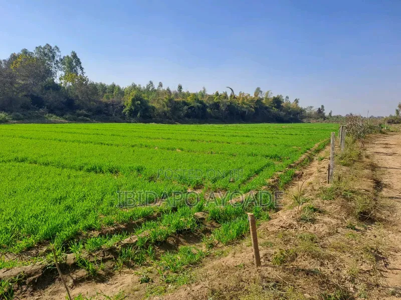 1.5hectares Dobi Farmland in Kutunku