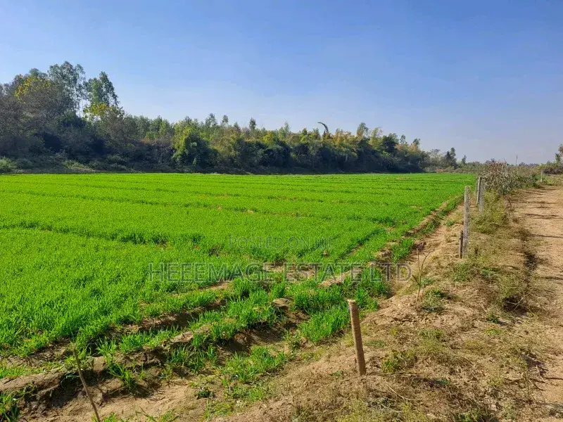1.5hectares Dobi Farmland in Kutunku