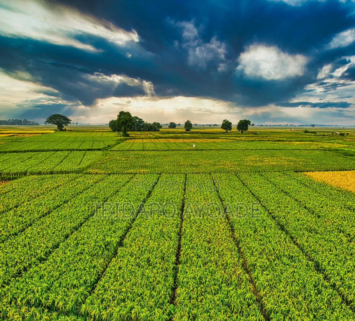 1.5hectares Dobi Farmland in Kutunku