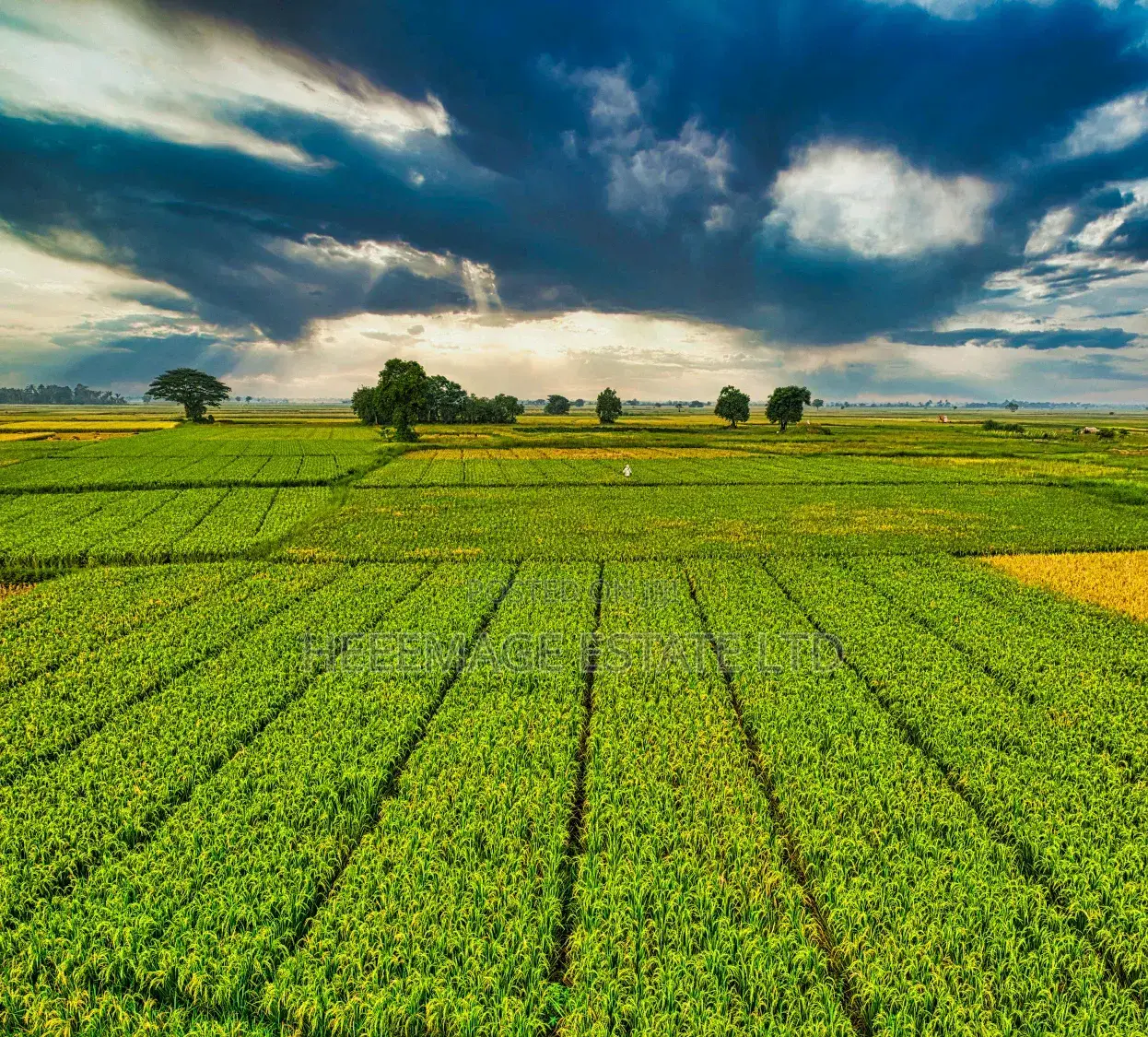 1.5hectares Dobi Farmland in Kutunku