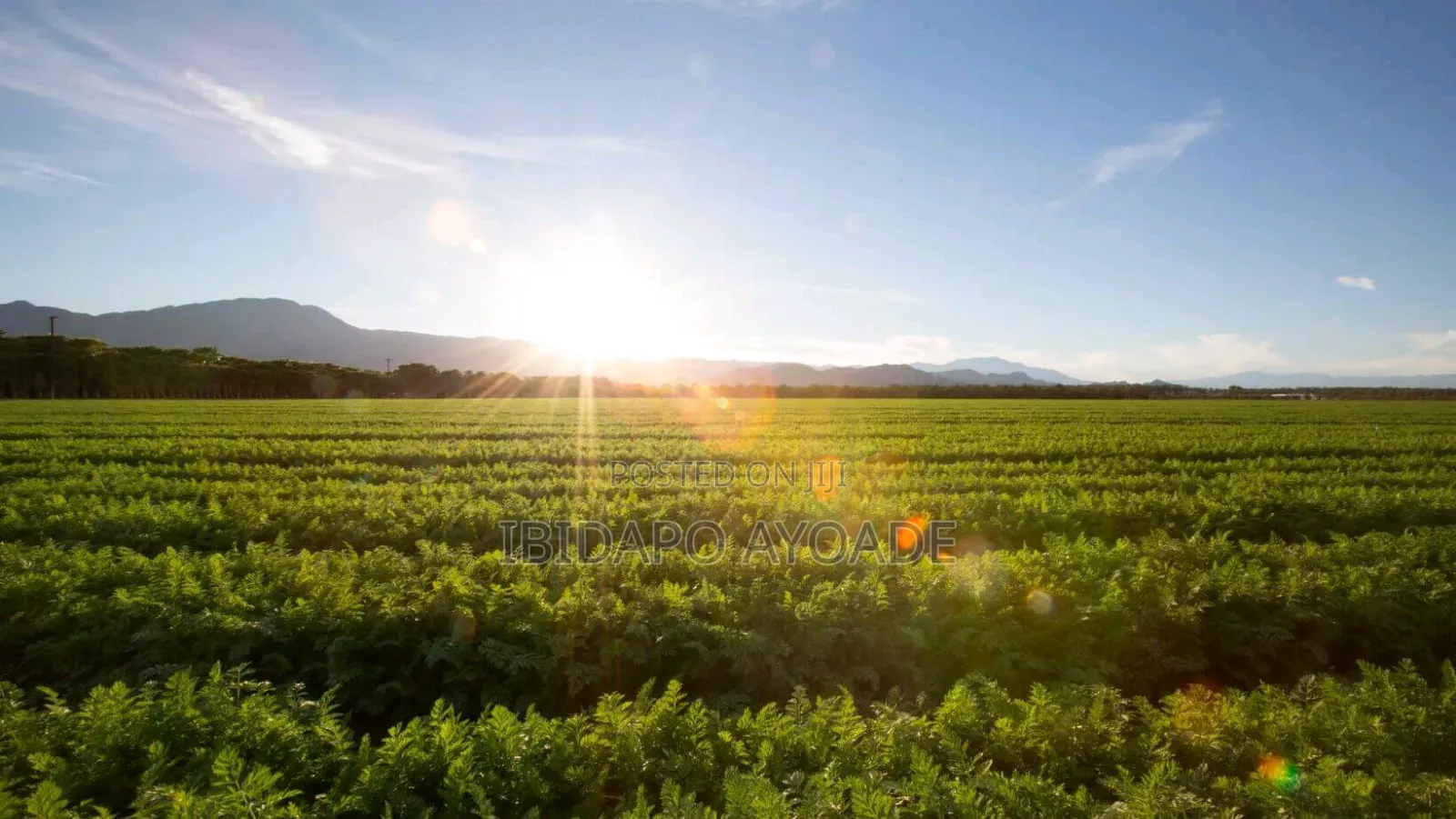 1.5hectares Dobi Farmland in Kutunku