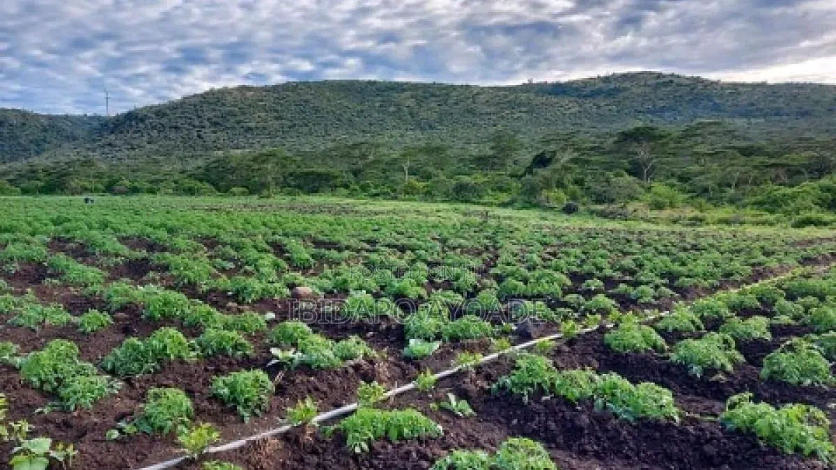 1.5hectares Dobi Farmland in Kutunku