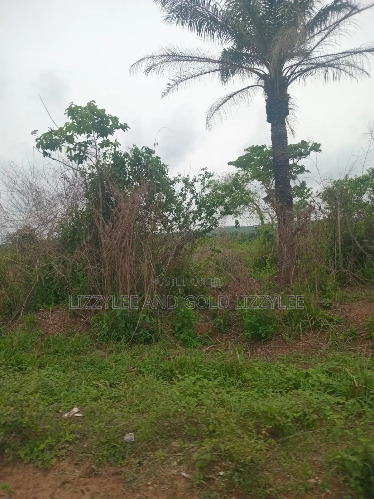 500 Acres of Farmland at Ilaro Available for Sale in Ilaro