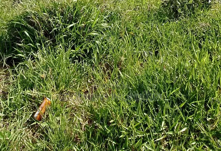 Land for Sale in Bogije