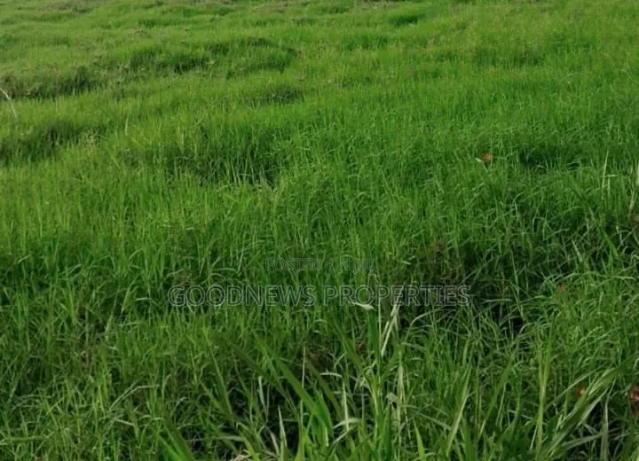 Land for Sale in Bogije