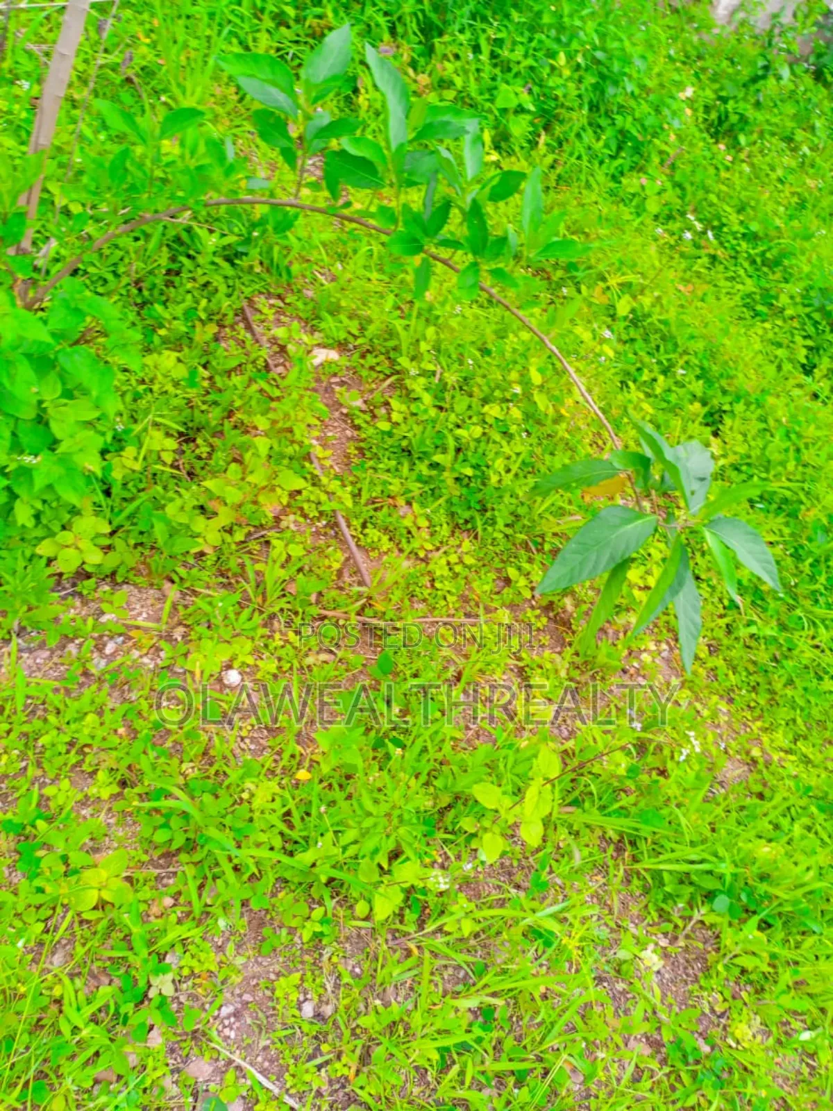 100 Hectares Mixed-Use Land at Apo Wasa in Wasa