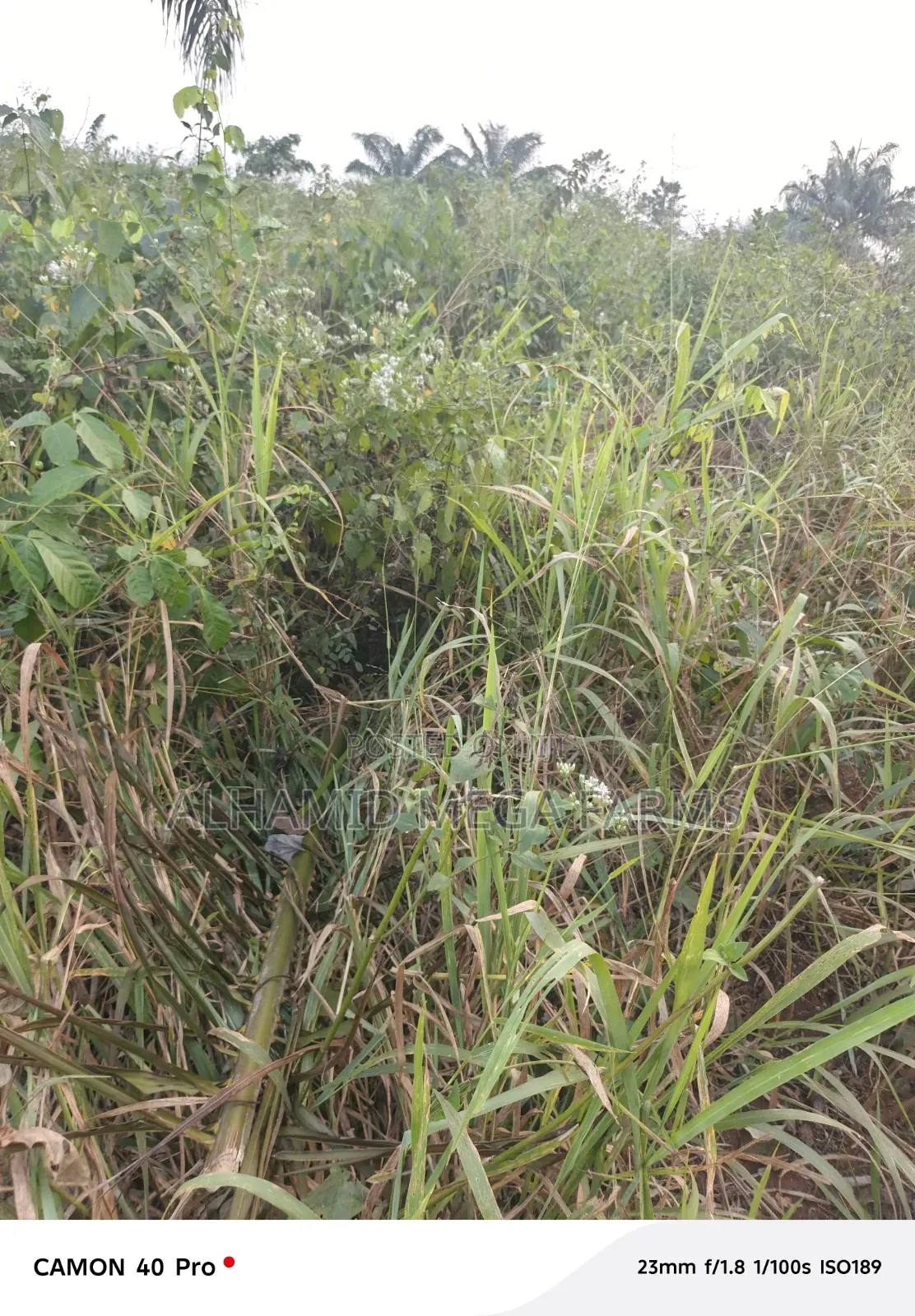 Buy 600 Acres Of Farm Landed Property At 700,000 Per Acre in Abeokuta North