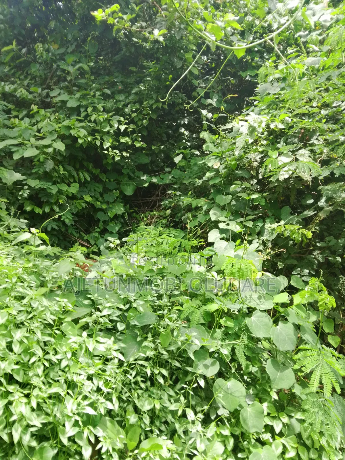300 Farmland Plots for Sale in Ikere