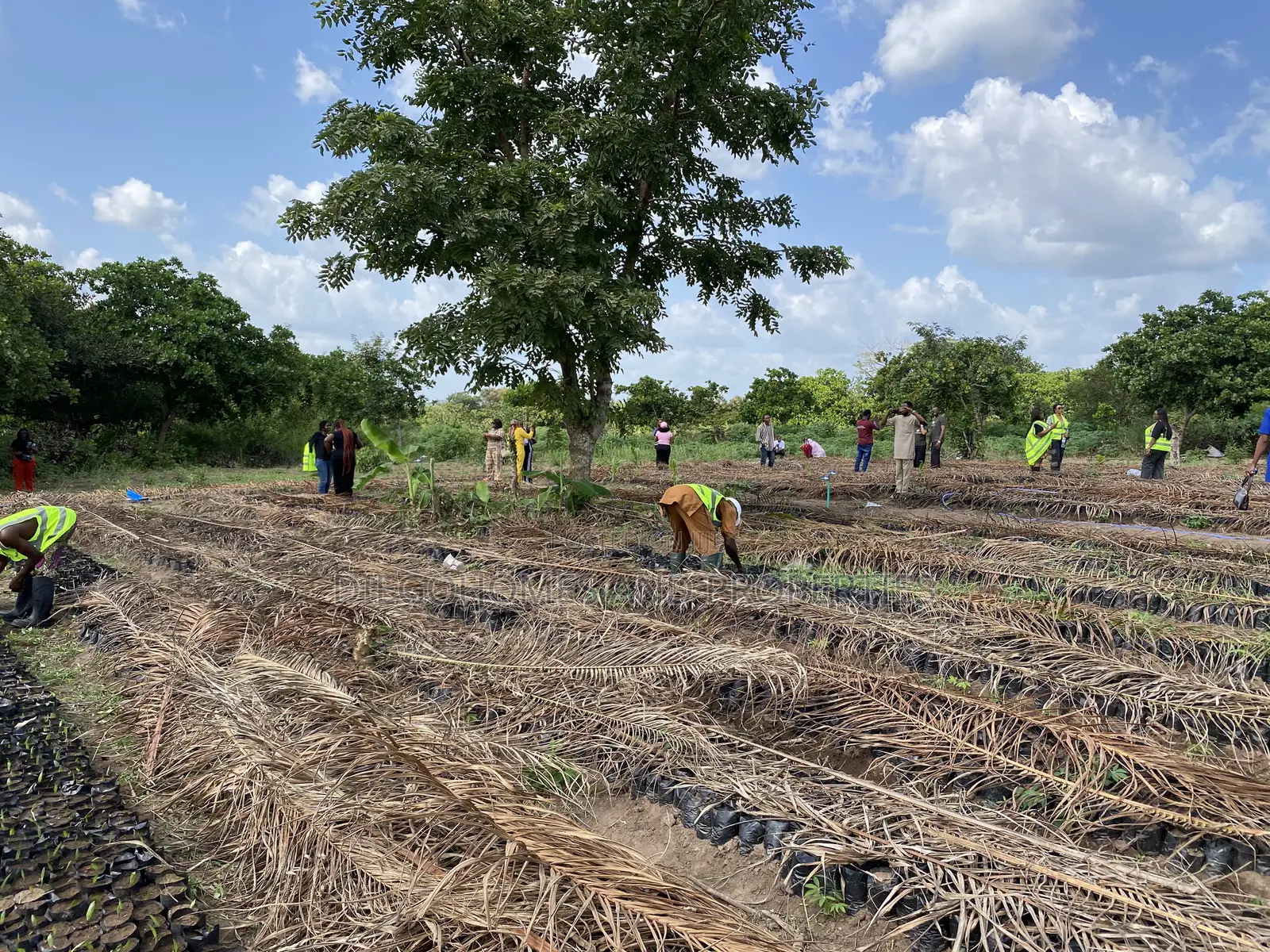 Own Acres of Palm Plantation Farmland |C of O | Iseyin Oyo in Iseyin