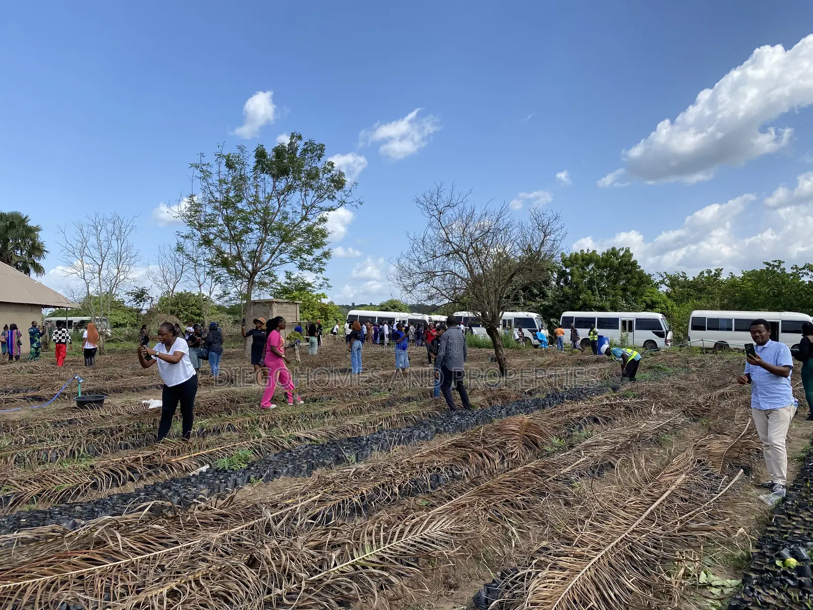 Own Acres of Palm Plantation Farmland |C of O | Iseyin Oyo in Iseyin