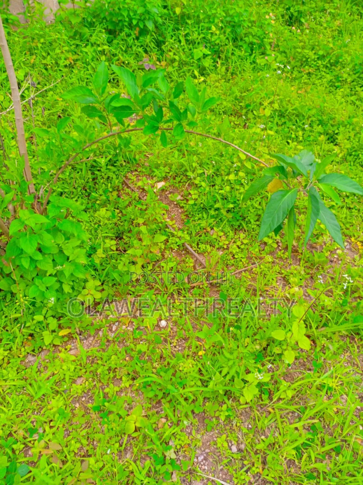 1,300sqm Commercial Plot at Jahi by Gilmore in Jahi