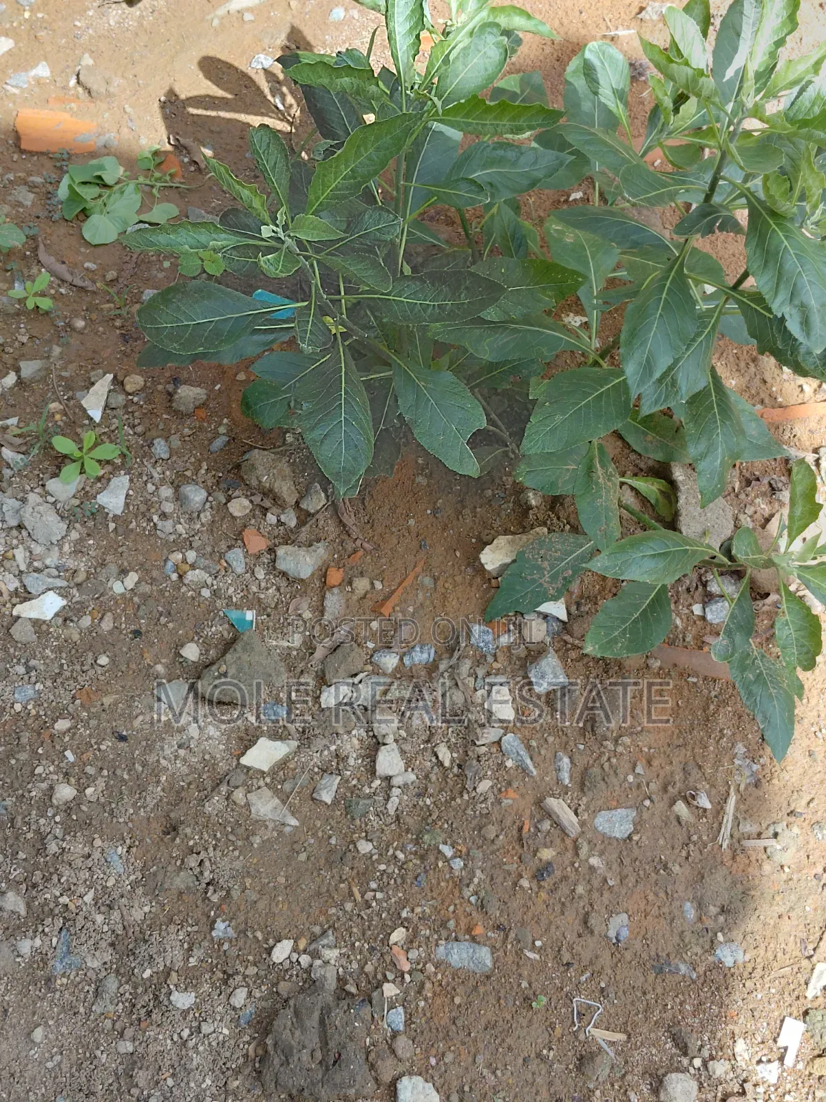 1800sqm ( 3 Plots) by 6th Avenue Festac Lagos in Festac
