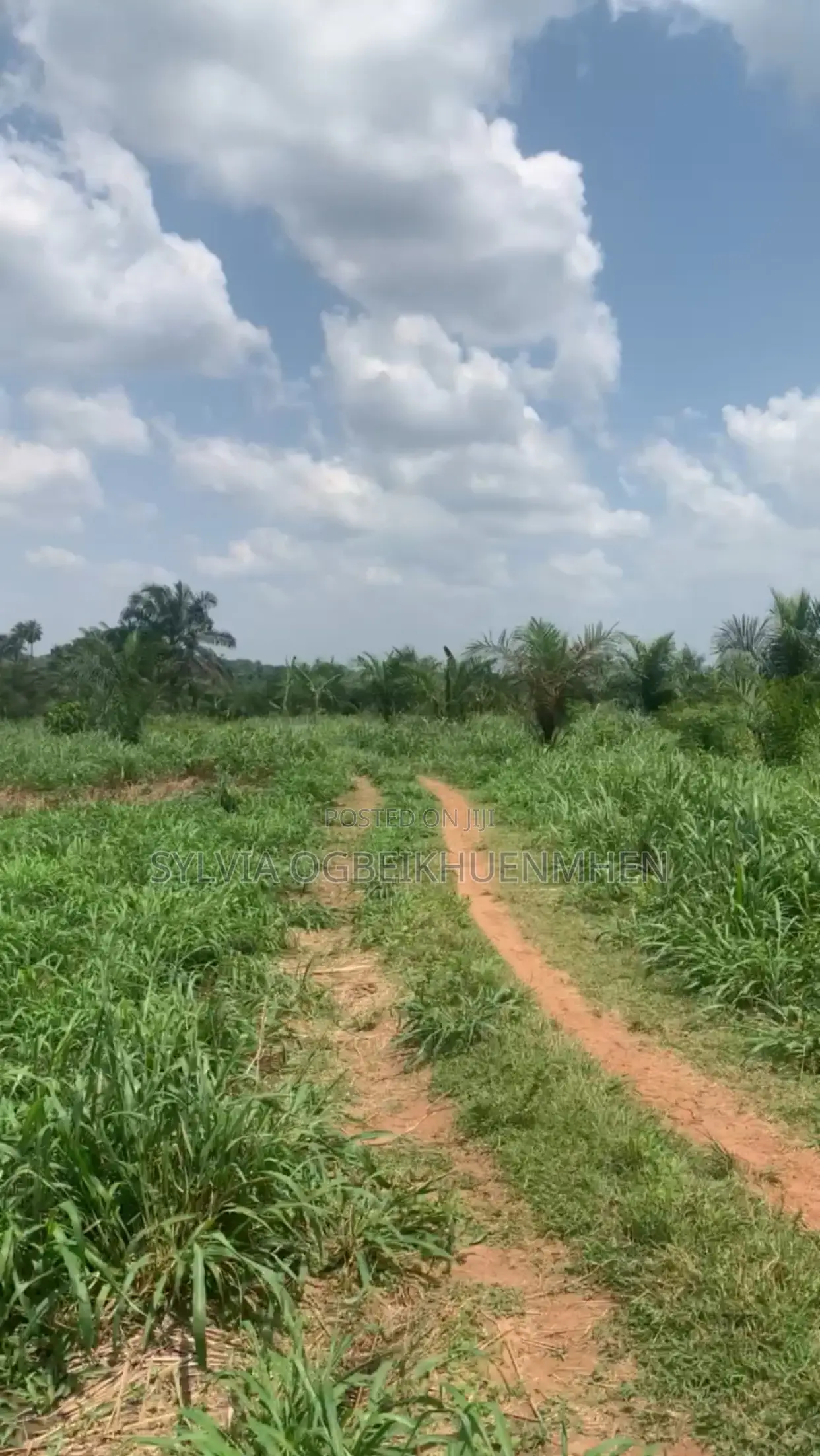 Affordable Farm Land for Sale – High Roi | Tamara Farms in Ijebu