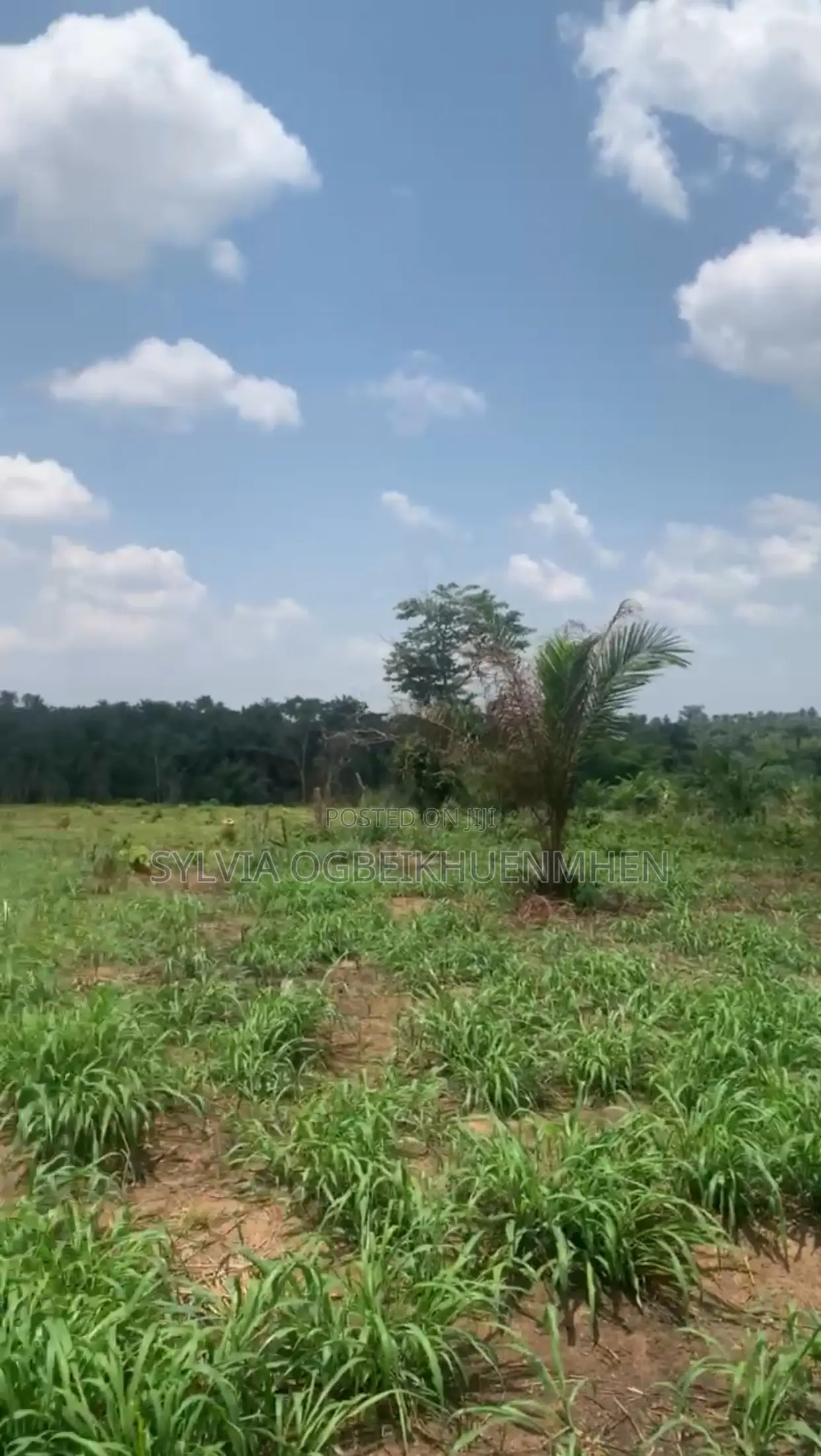 Affordable Farm Land for Sale – High Roi | Tamara Farms in Ijebu