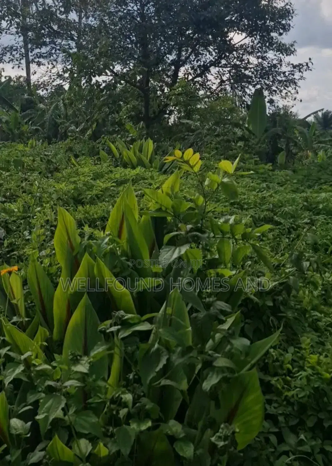 A Plot of Land for Sale in Ado Ekiti
