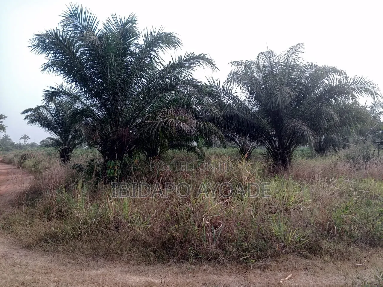 50 Acres Farmland in Akinyele