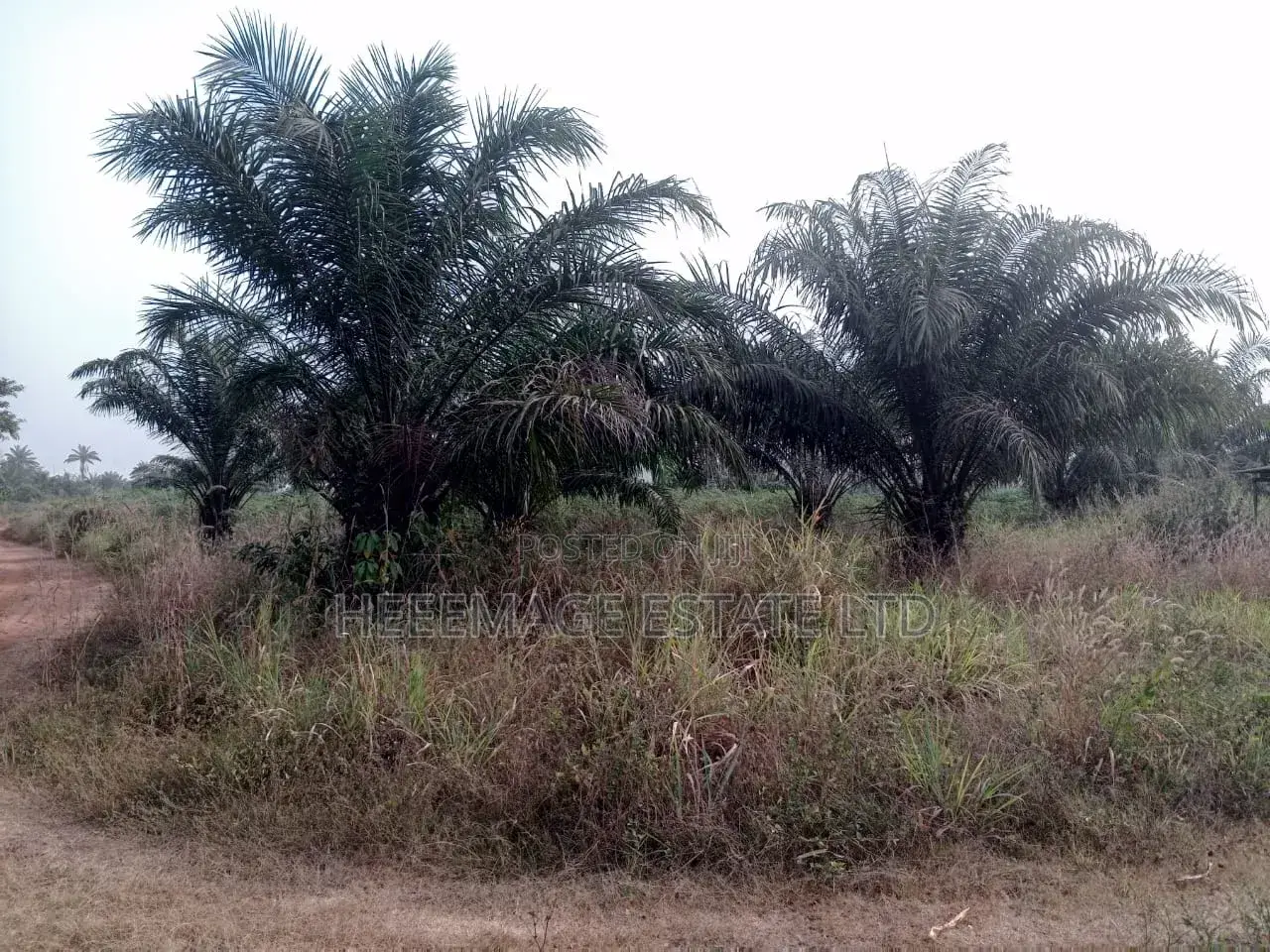 50 Acres Farmland in Akinyele