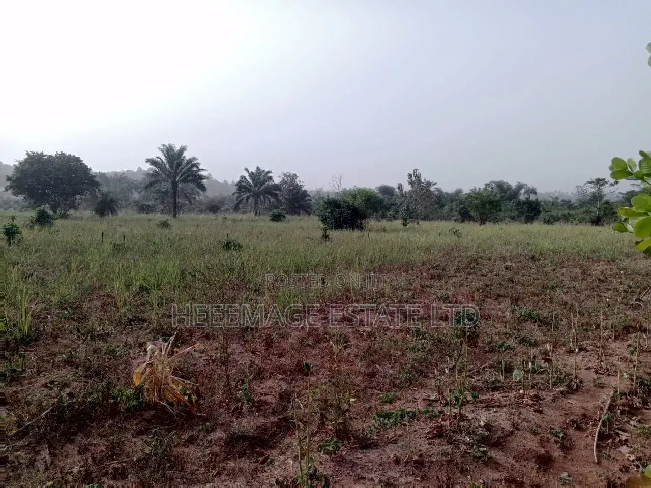 50 Acres Farmland in Akinyele