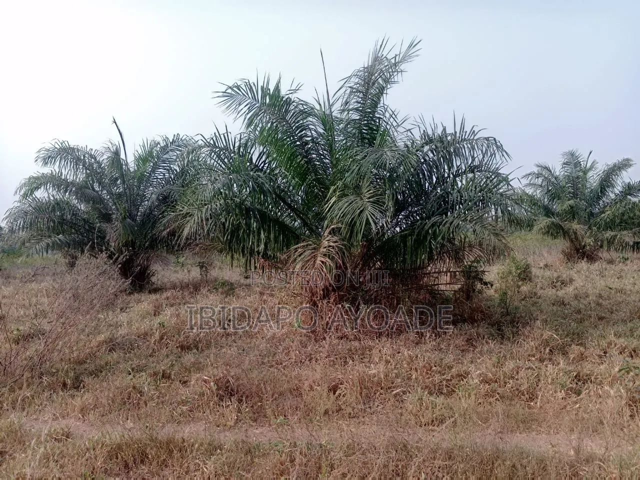 50 Acres Farmland in Akinyele