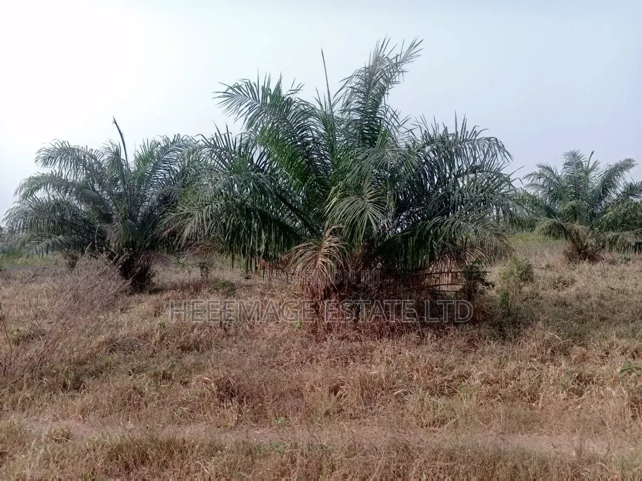 50 Acres Farmland in Akinyele