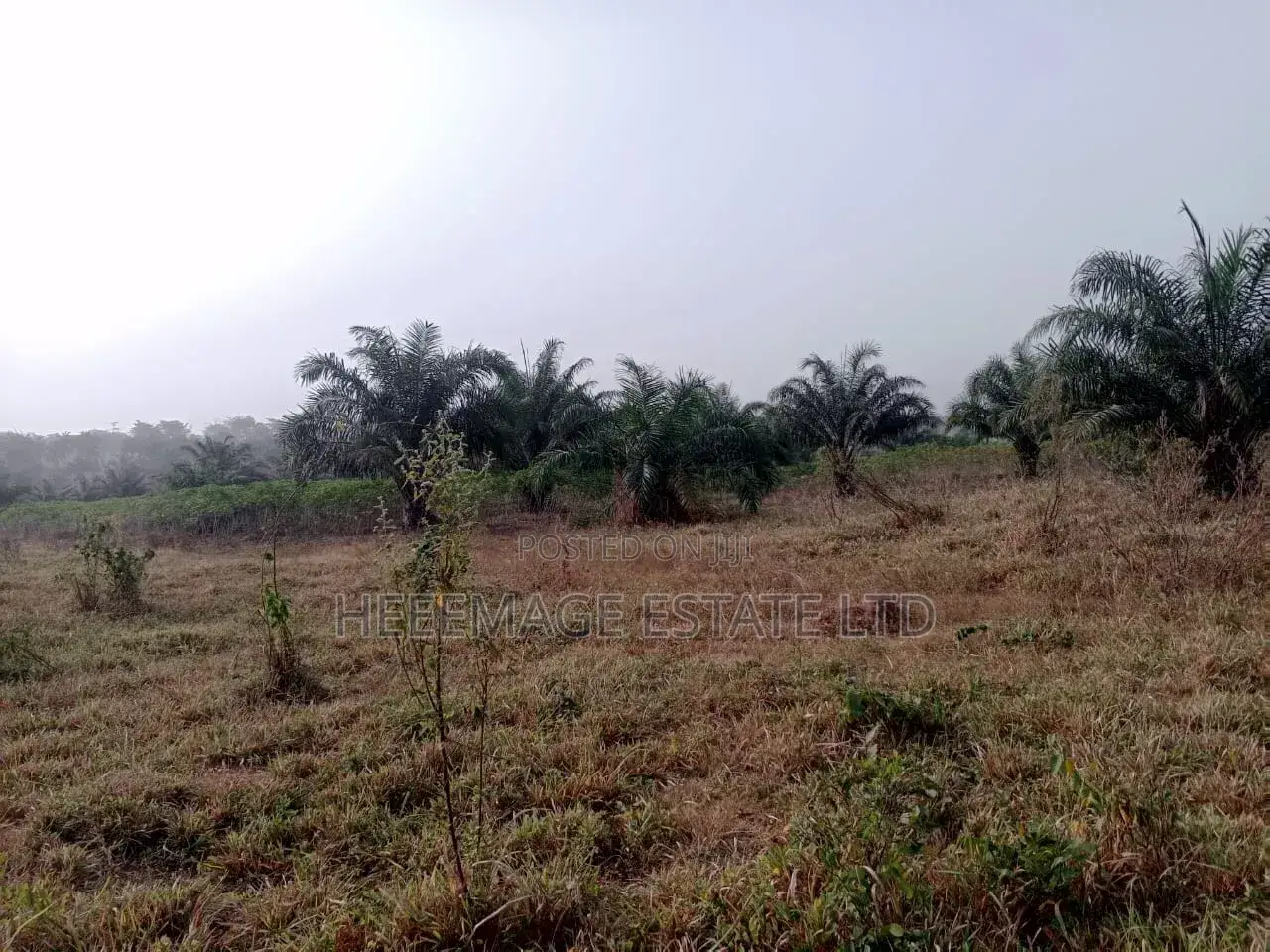 50 Acres Farmland in Akinyele