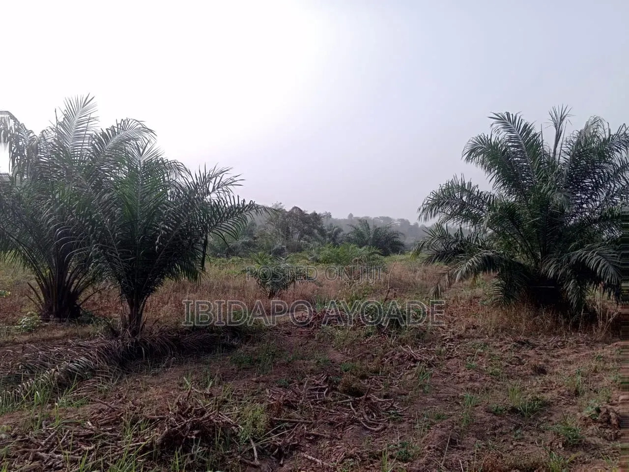 50 Acres Farmland in Akinyele