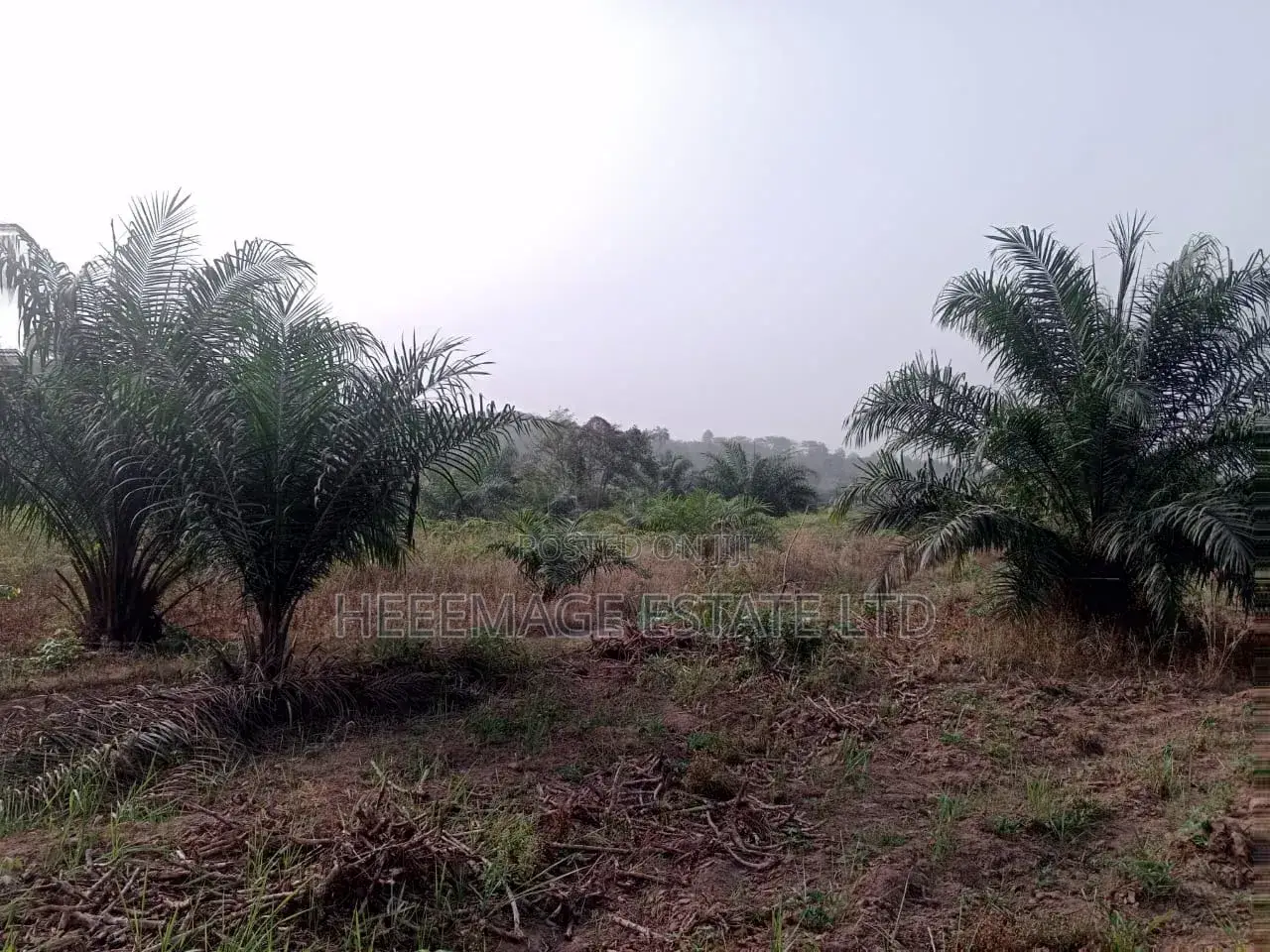 50 Acres Farmland in Akinyele