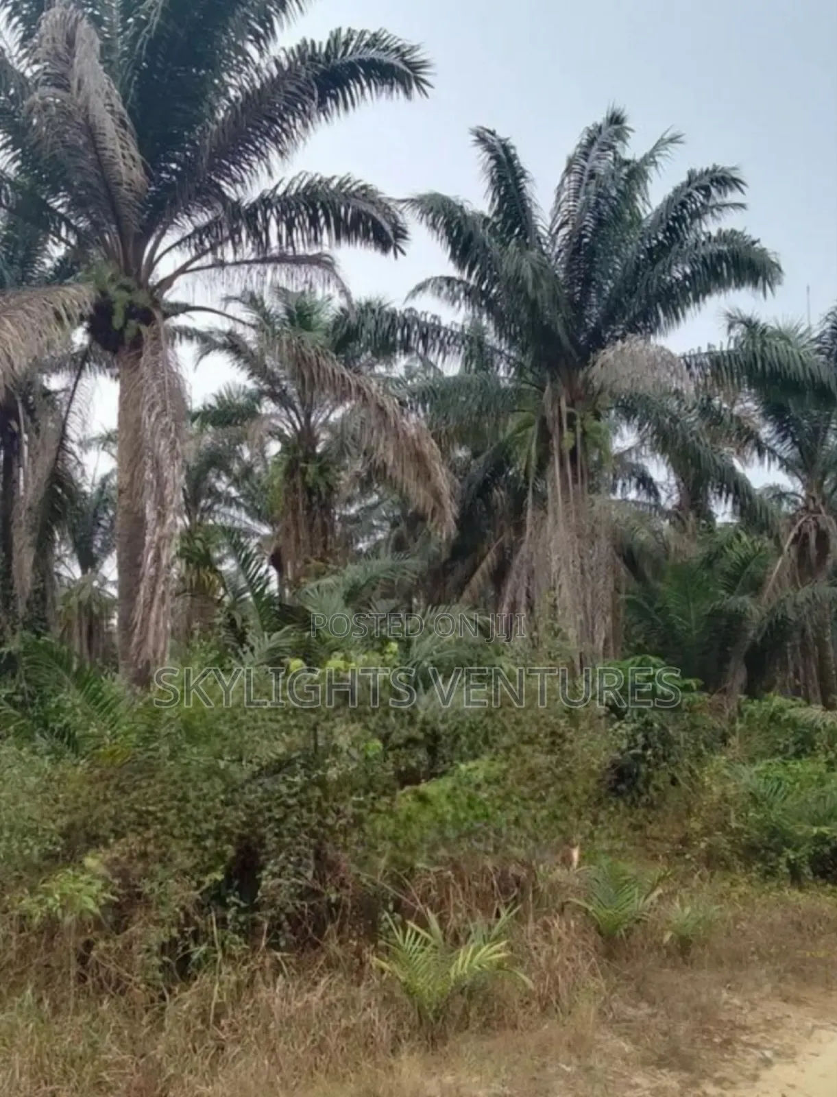 Full Gownn Agric Palm Plantation for Sale in Isiala Ngwa