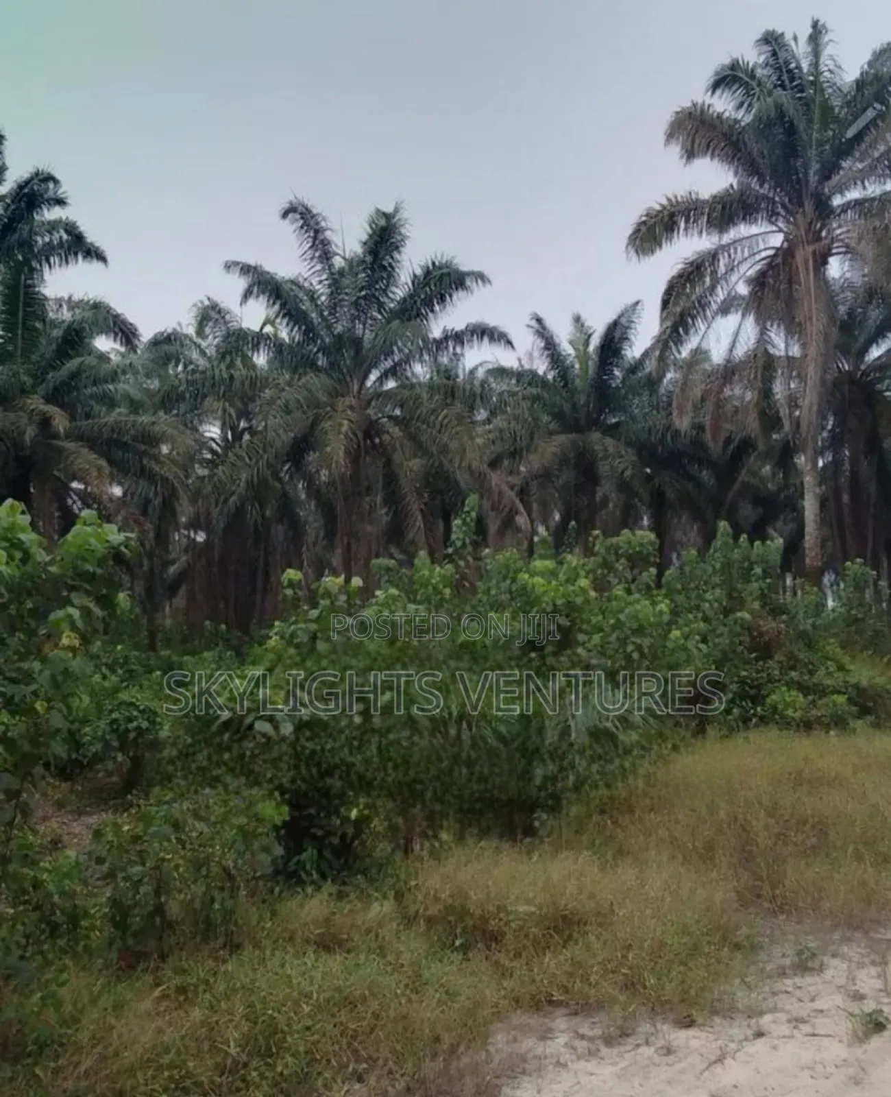 Full Gownn Agric Palm Plantation for Sale in Isiala Ngwa