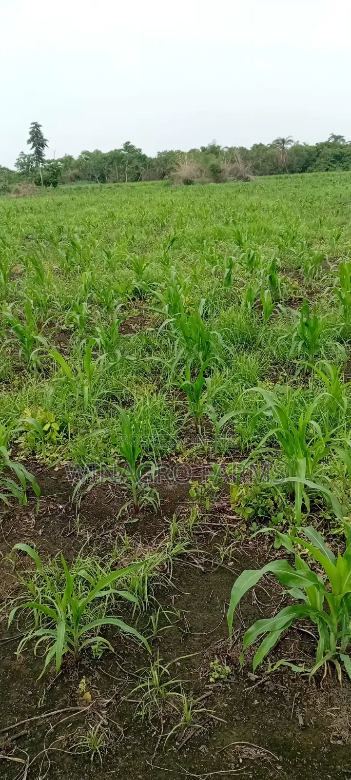 28 Acres Rural Land For Farming in Abeokuta South
