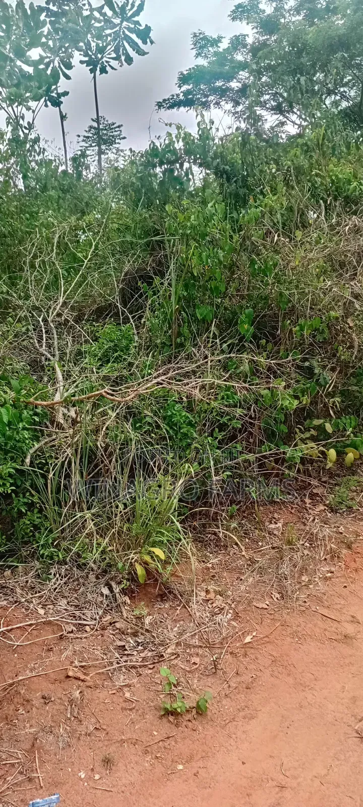 28 Acres Rural Land For Farming in Abeokuta South