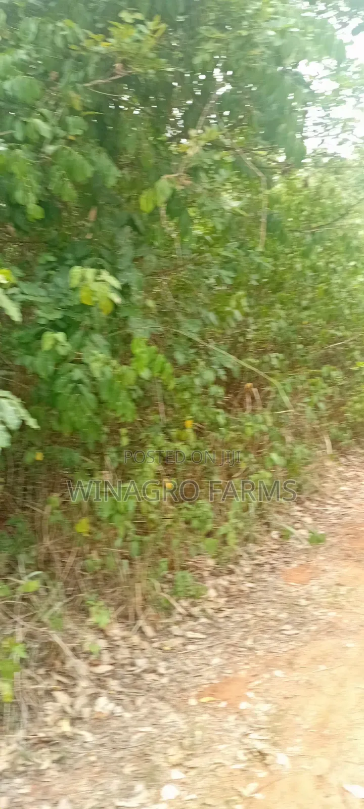 28 Acres Rural Land For Farming in Abeokuta South