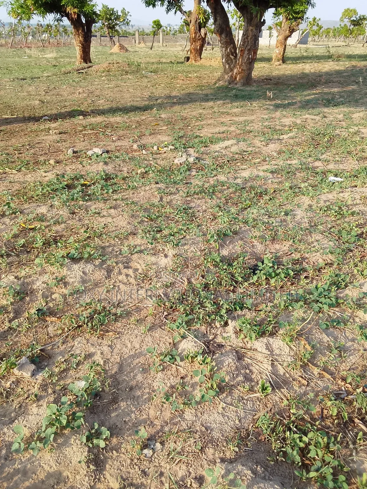 100 Hectares Land at Apo Wasa in Wasa