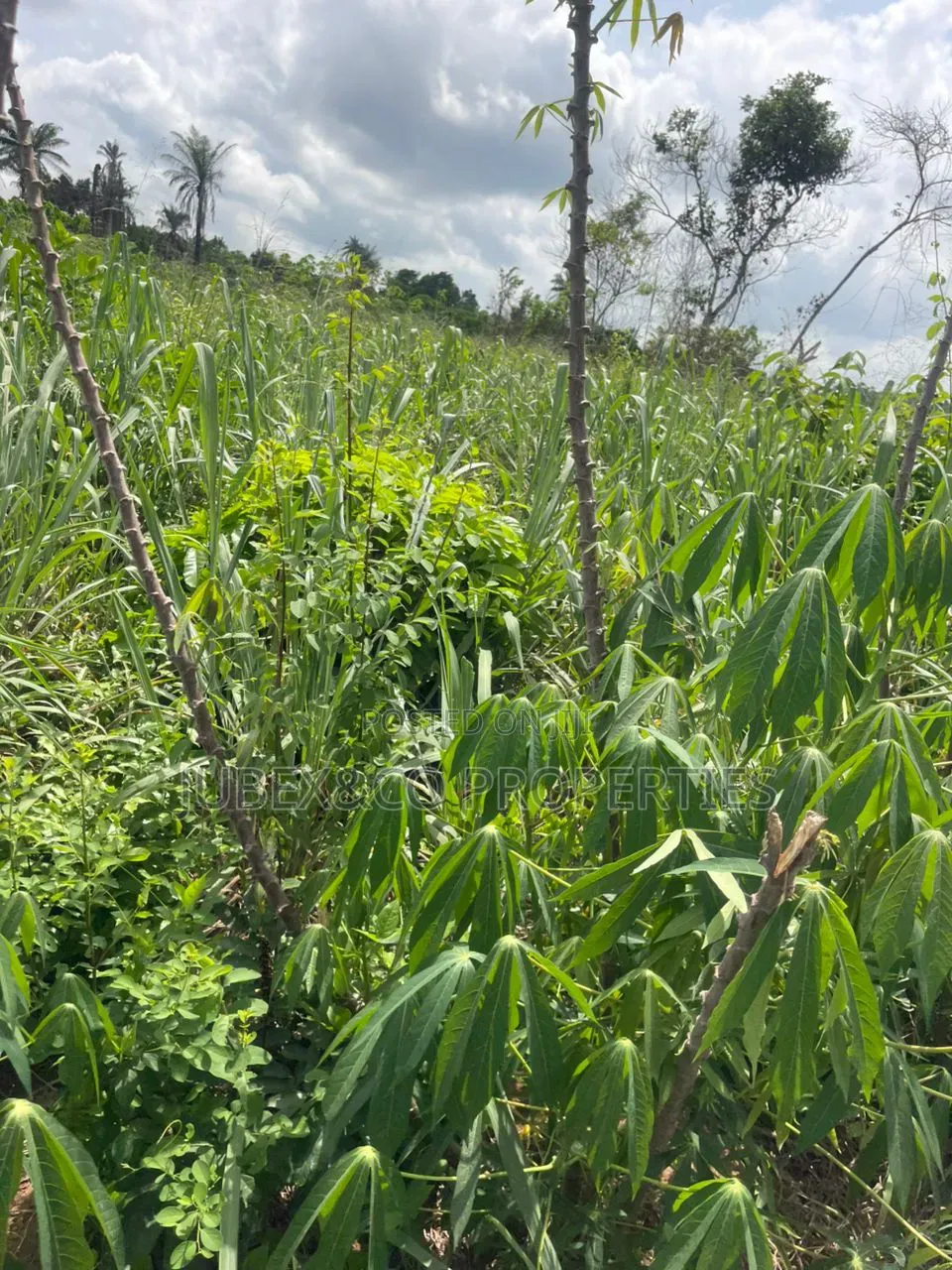 A Plot for Sale at Papa After Ifo in Ewekoro