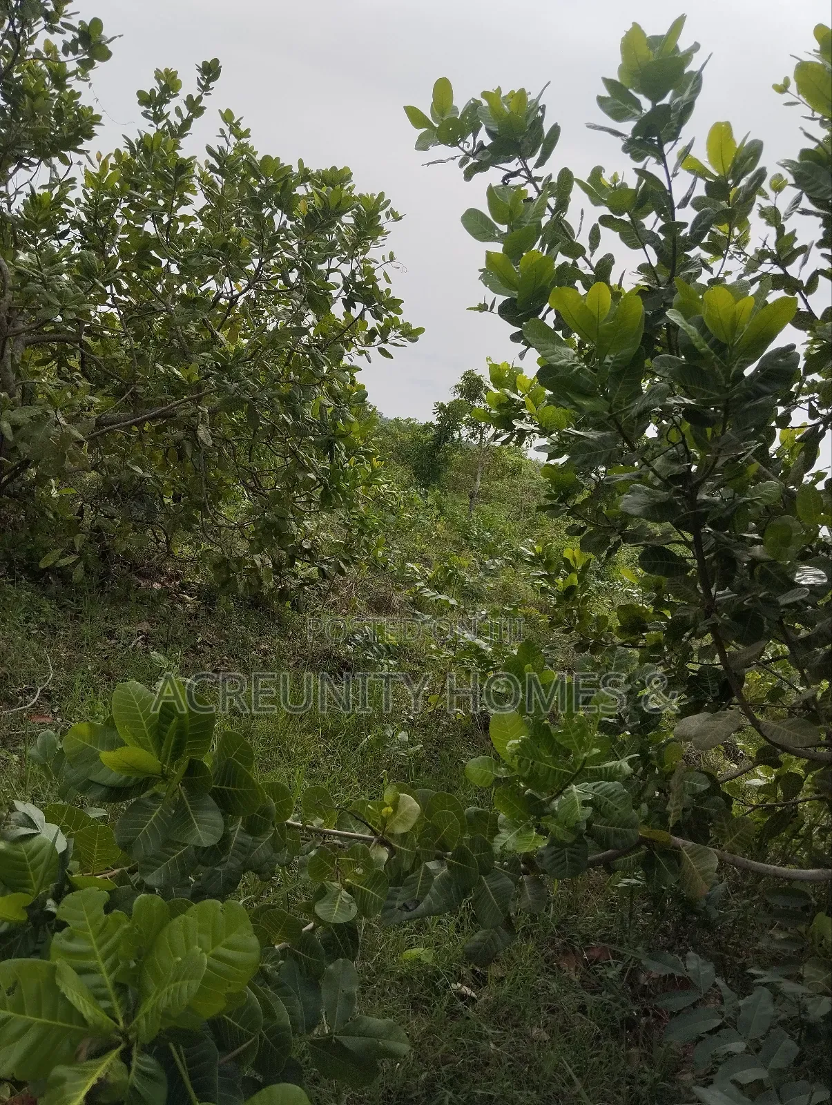 100 Acres of Farmland Available at Sirafu Village, Iseyin, Oyo State in Iseyin