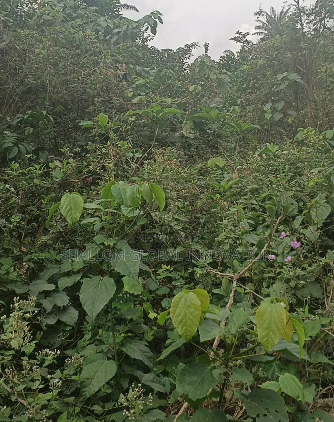 Land Plot for Sale in Ido