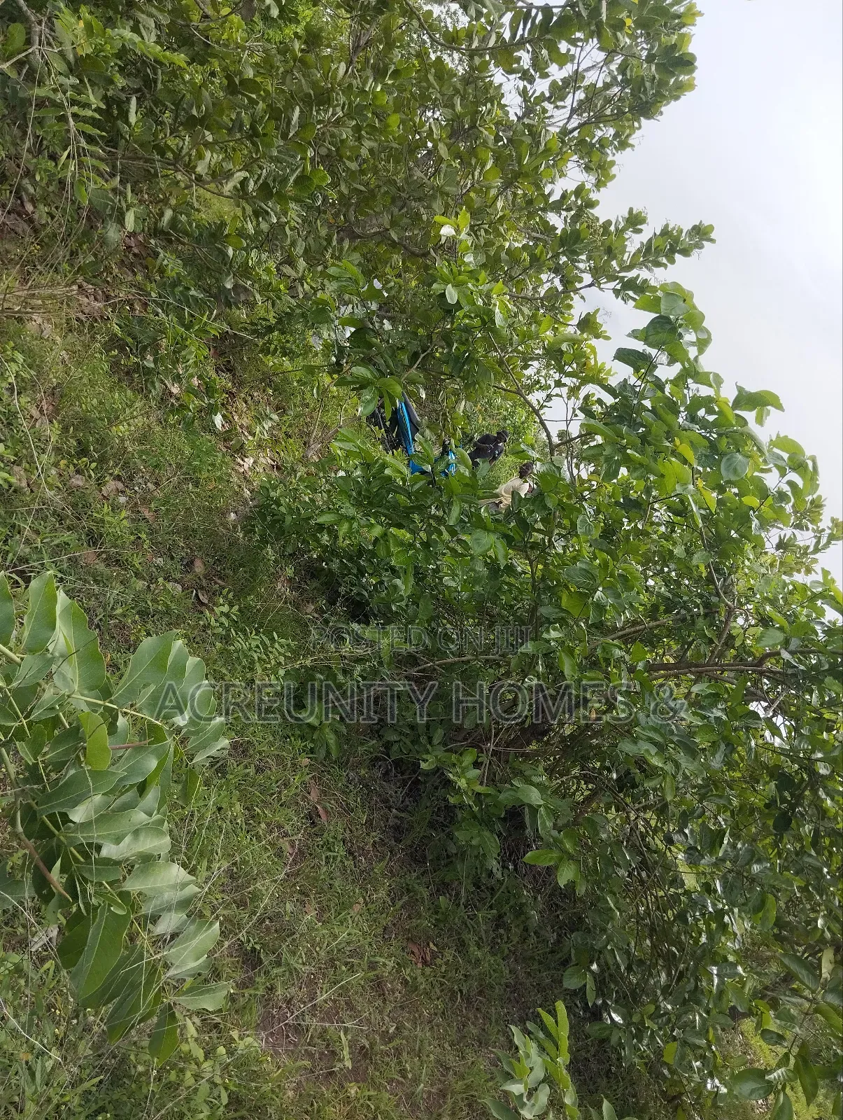 30 Acres of Farmland for Sale at Ijegun Village, Iseyin Ibadan Road in Iseyin
