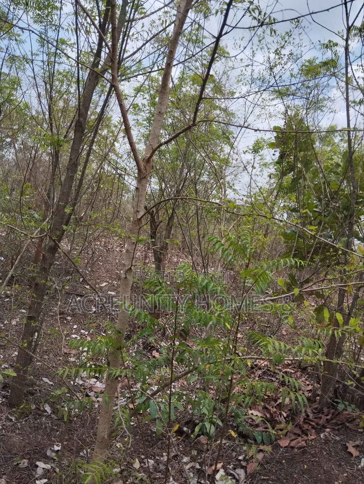 25 Acres of Farmland Available at Sagahu Village Off Iseyin Ibadan Way in Iseyin