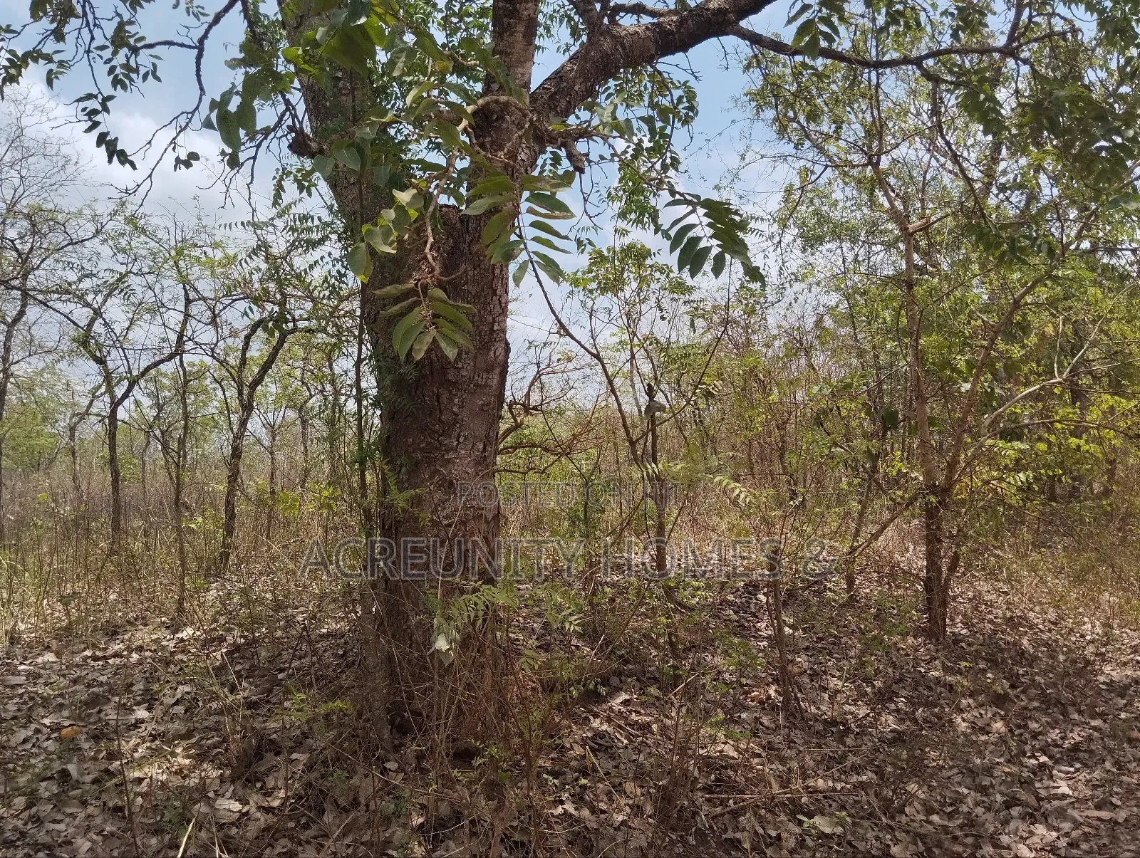 100 Acres of Farmland for Sale at Akinyel Village Abugaga Ikere Iseyin in Iseyin