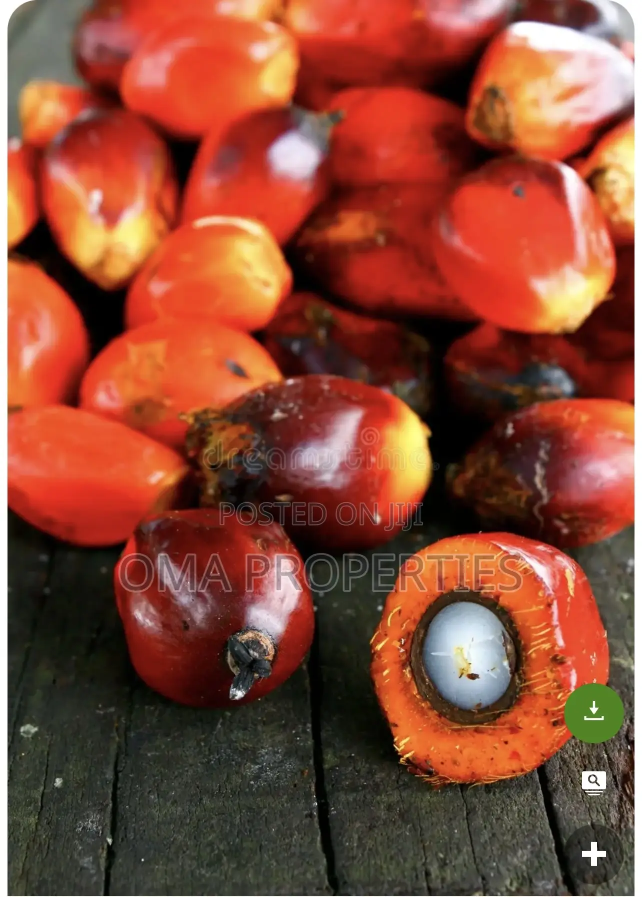 Palm Oil Investment in Iseyin