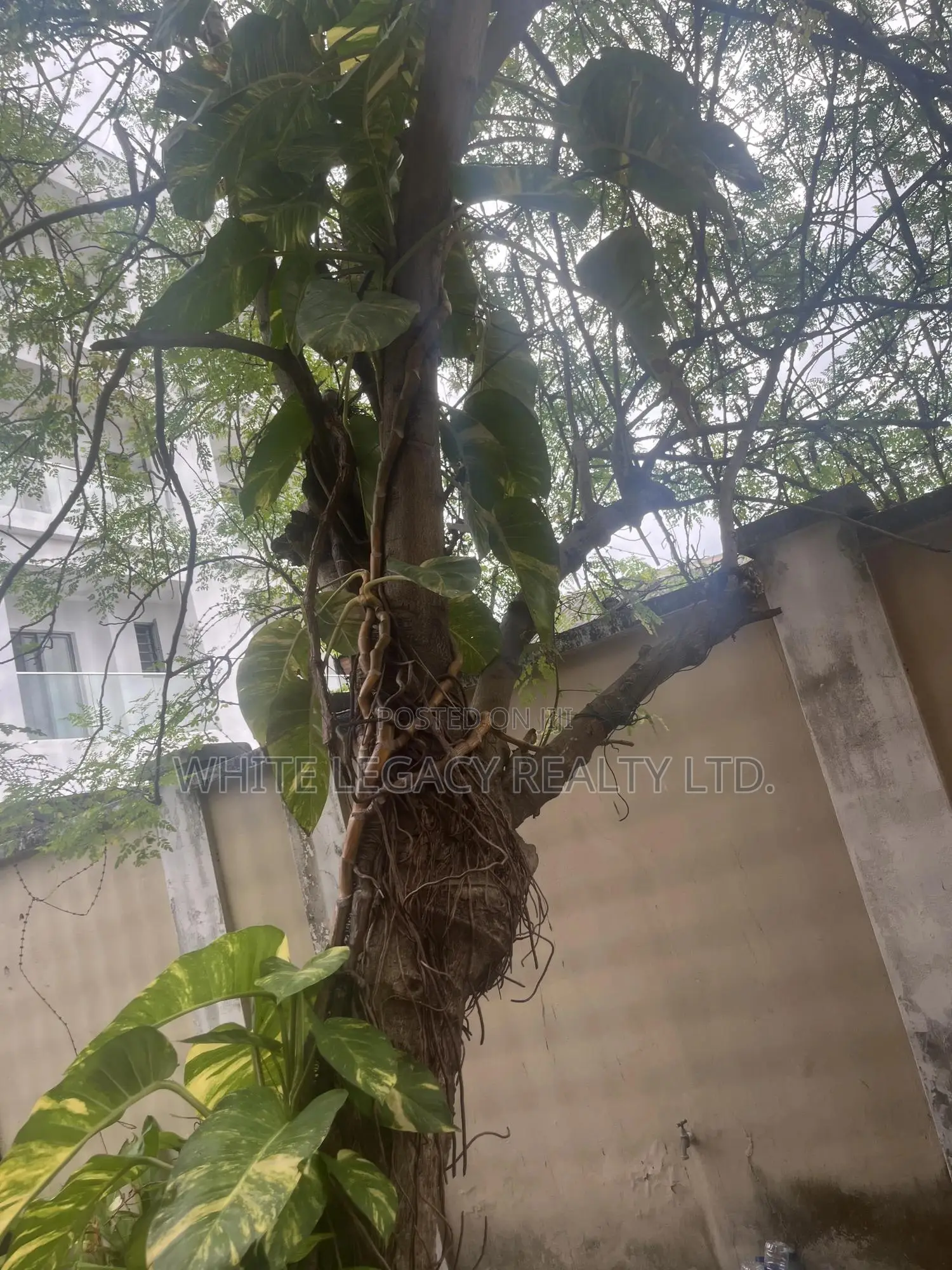 Strategic 1000 SQM of Land in Banana Island