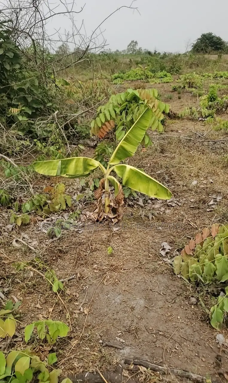 Own a Profitable Cocoa and Plantain Farm in Abeokuta | C of O in Abeokuta North