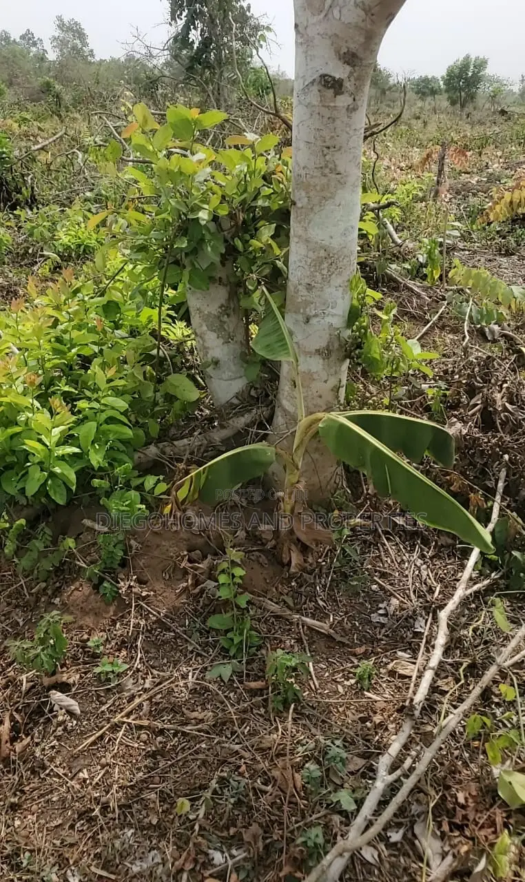 Own a Profitable Cocoa and Plantain Farm in Abeokuta | C of O in Abeokuta North